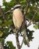 Red-backed Shrike, Pie-grieche ecorcheur, male 